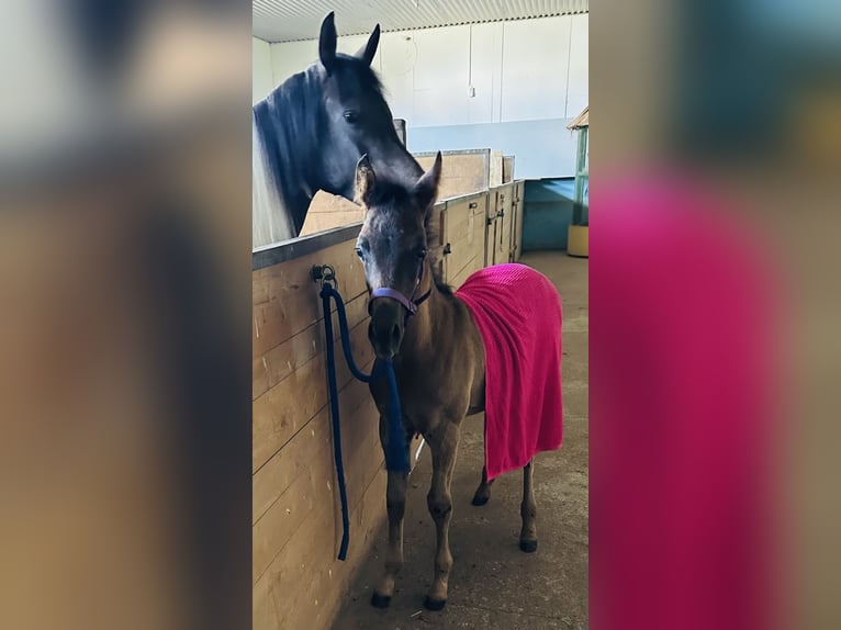 Arabisches Partbred Hengst Fohlen (05/2026) Rappe in Rain am Lech