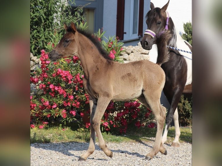 Arabisches Partbred Hengst Fohlen (05/2026) Rappe in Rain am Lech