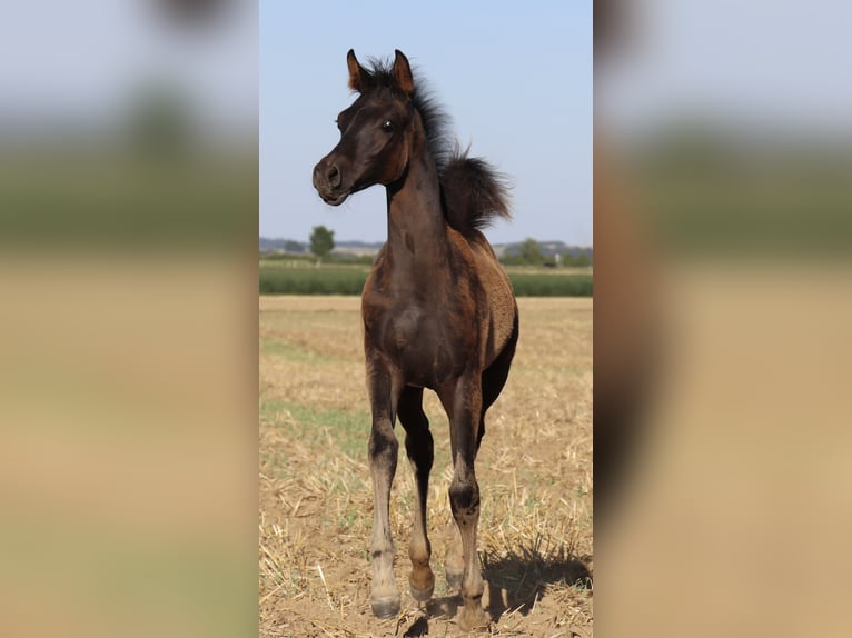 Arabisches Partbred Hengst Fohlen (05/2026) Rappe in Rain am Lech