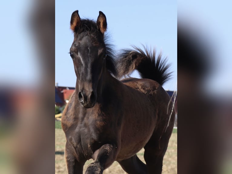 Arabisches Partbred Hengst Fohlen (05/2026) Rappe in Rain am Lech