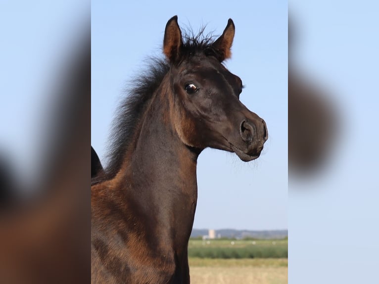 Arabisches Partbred Hengst Fohlen (05/2026) Rappe in Rain am Lech