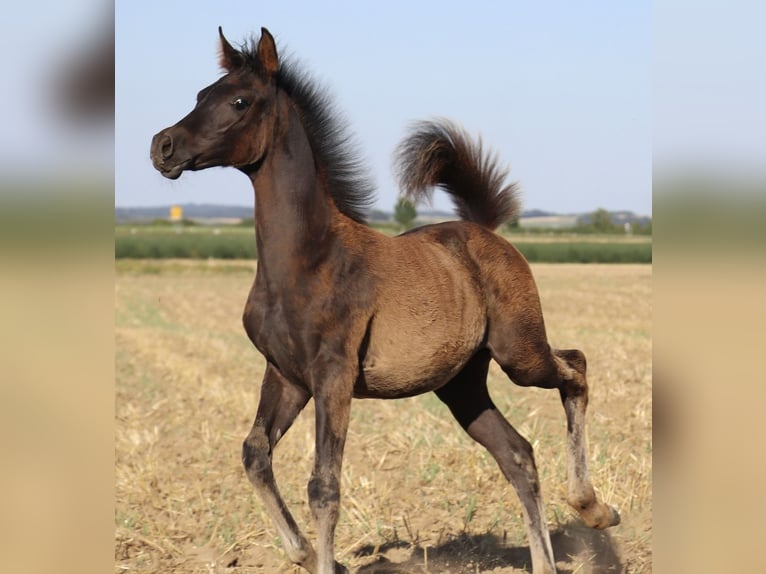 Arabisches Partbred Hengst Fohlen (05/2026) Rappe in Rain am Lech