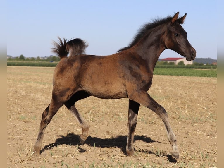 Arabisches Partbred Hengst Fohlen (05/2026) Rappe in Rain am Lech