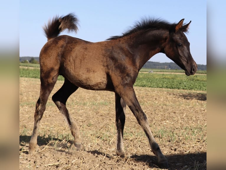 Arabisches Partbred Hengst Fohlen (05/2026) Rappe in Rain am Lech