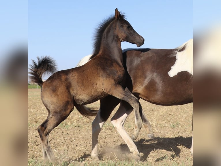 Arabisches Partbred Hengst Fohlen (05/2026) Rappe in Rain am Lech