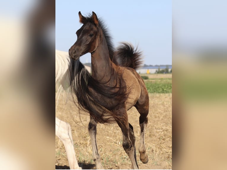 Arabisches Partbred Hengst Fohlen (05/2026) Rappe in Rain am Lech