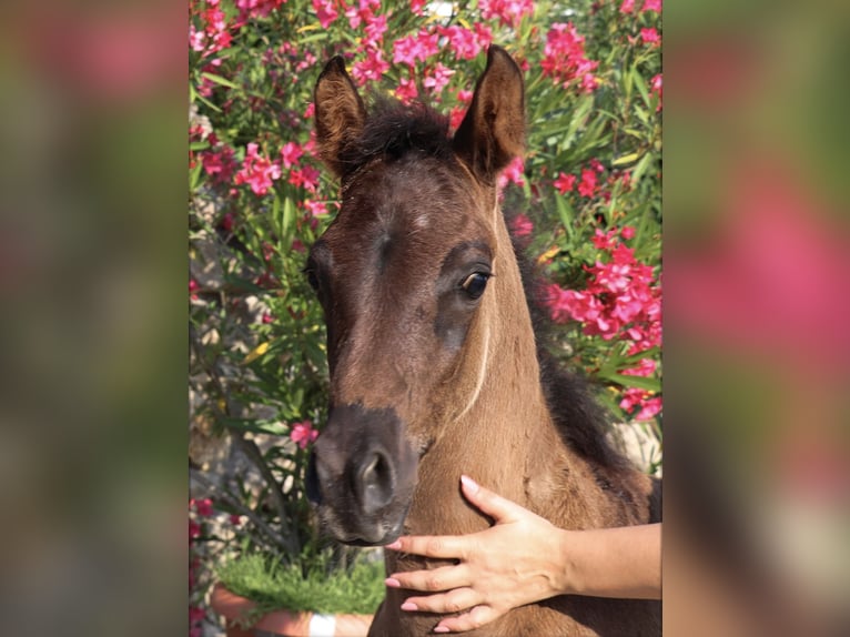 Arabisches Partbred Hengst Fohlen (05/2026) Rappe in Rain