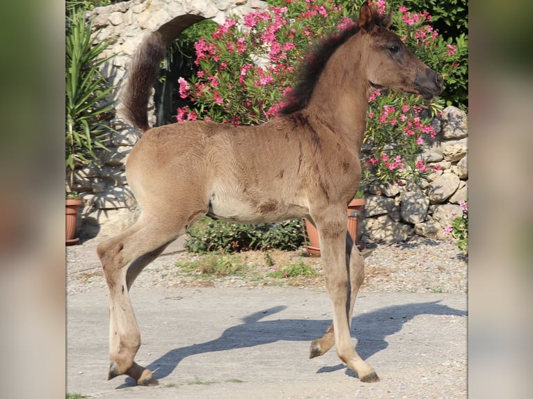 Arabisches Partbred Hengst Fohlen (05/2026) Rappe in Rain