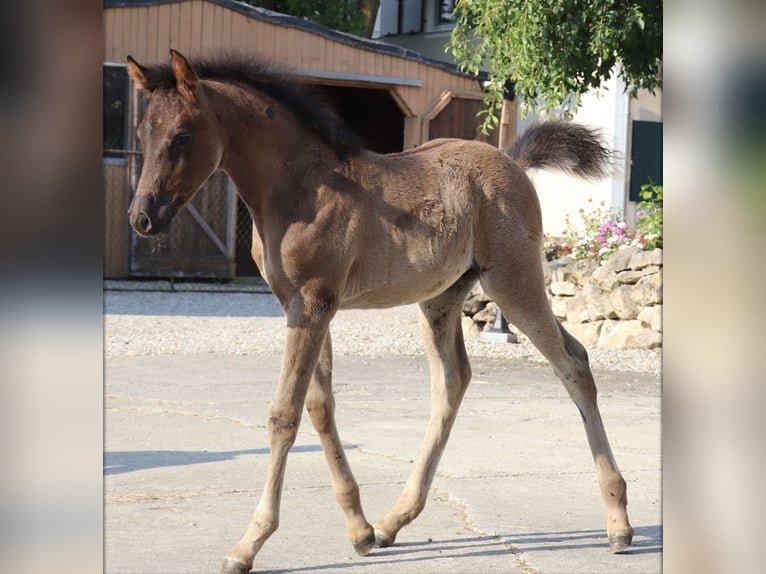 Arabisches Partbred Hengst Fohlen (05/2026) Rappe in Rain