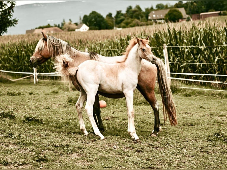 Arabisches Partbred Hengst Fohlen (04/2025) Roan-Red in Murgenthal