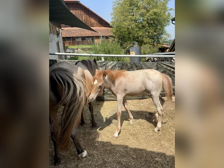 Arabisches Partbred Hengst Fohlen (04/2025) Roan-Red in Murgenthal