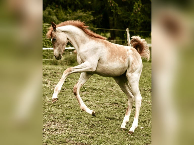 Arabisches Partbred Hengst Fohlen (04/2025) Roan-Red in Murgenthal