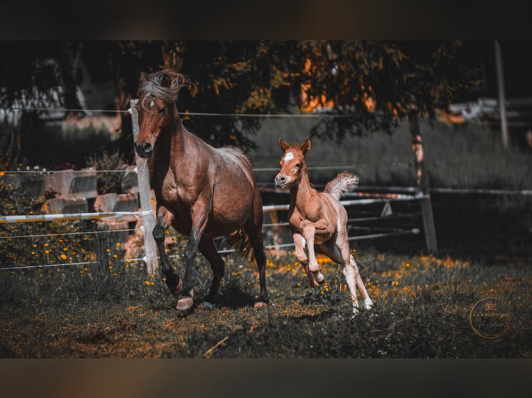 Arabisches Partbred Hengst Fohlen (04/2025) Roan-Red in Murgenthal