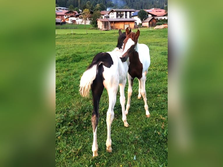 Arabisches Partbred Hengst Fohlen (04/2025) Schecke in Nesselw&#xE4;ngle
