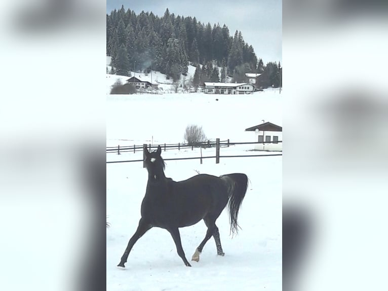 Arabisches Partbred Hengst Fohlen (04/2025) Schecke in Nesselw&#xE4;ngle