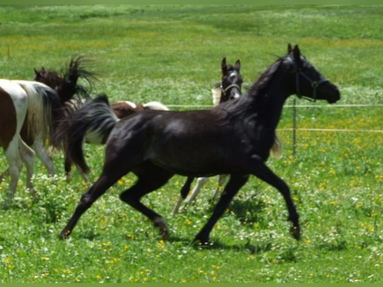 Arabisches Partbred Hengst Fohlen (04/2025) Schecke in Nesselw&#xE4;ngle