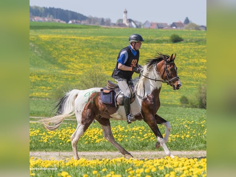 Arabisches Partbred Hengst Fohlen (04/2025) Schecke in Nesselw&#xE4;ngle