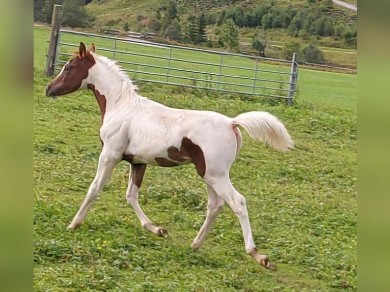 Arabisches Partbred Hengst Fohlen (04/2025) Schecke in Nesselw&#xE4;ngle