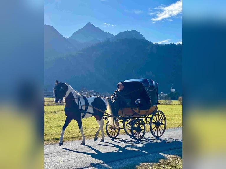 Arabisches Partbred Hengst Fohlen (04/2025) Schecke in Nesselw&#xE4;ngle
