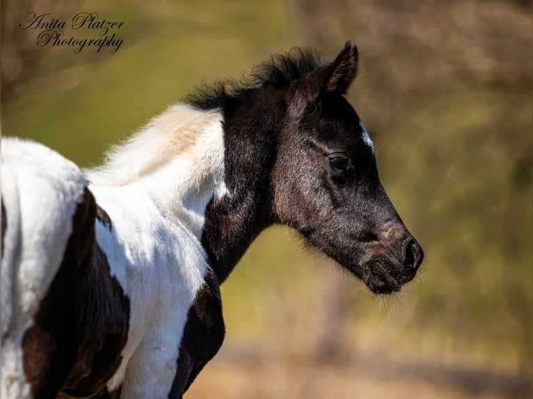 Arabisches Partbred Hengst Fohlen (03/2026) Schecke in Rauris