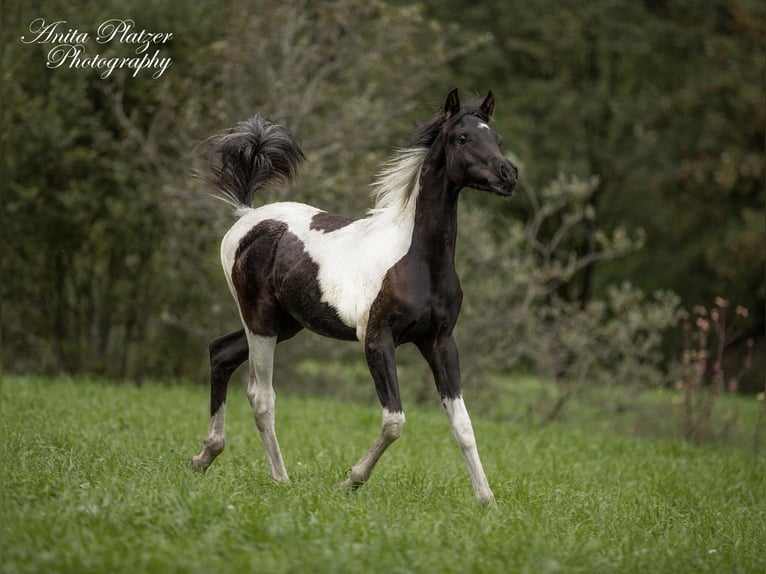 Arabisches Partbred Hengst Fohlen (03/2026) Schecke in Rauris