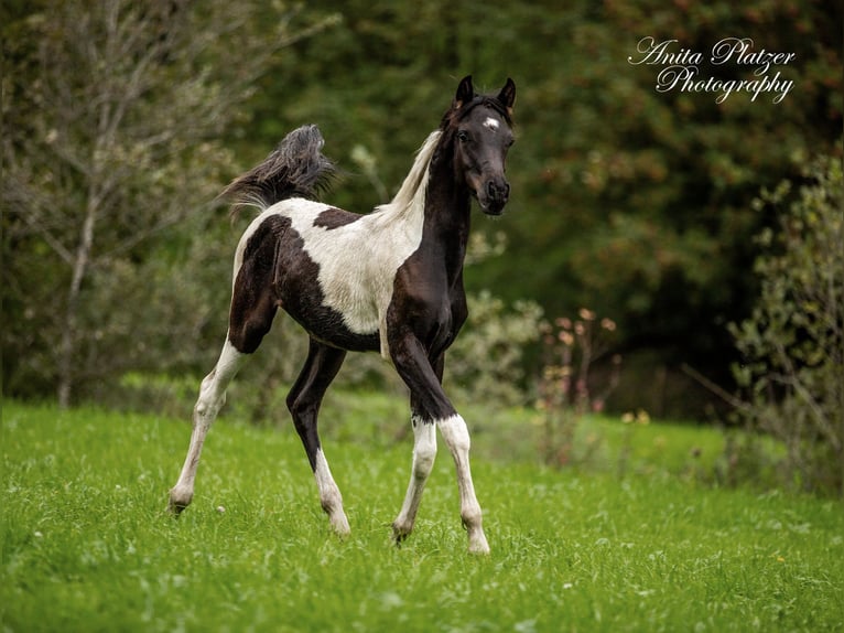 Arabisches Partbred Hengst Fohlen (03/2026) Schecke in Rauris