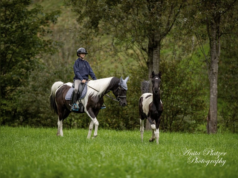 Arabisches Partbred Hengst Fohlen (03/2026) Schecke in Rauris