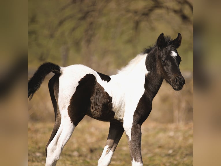 Arabisches Partbred Hengst Fohlen (03/2026) Schecke in Rauris
