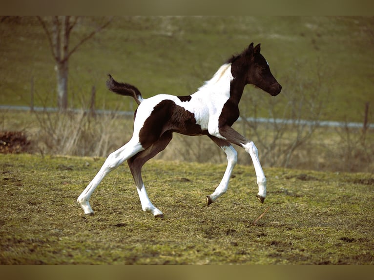 Arabisches Partbred Hengst Fohlen (03/2026) Schecke in Rauris