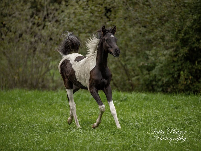 Arabisches Partbred Hengst Fohlen (03/2026) Schecke in Rauris