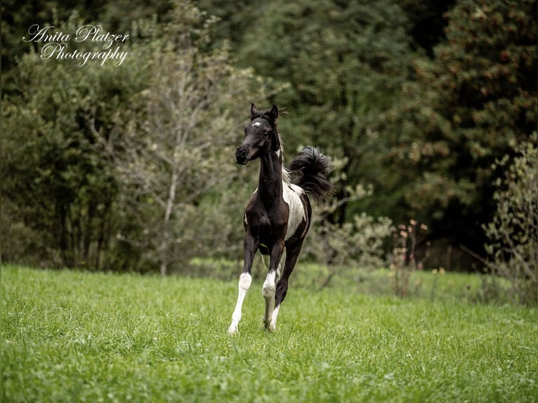 Arabisches Partbred Hengst Fohlen (03/2026) Schecke in Rauris