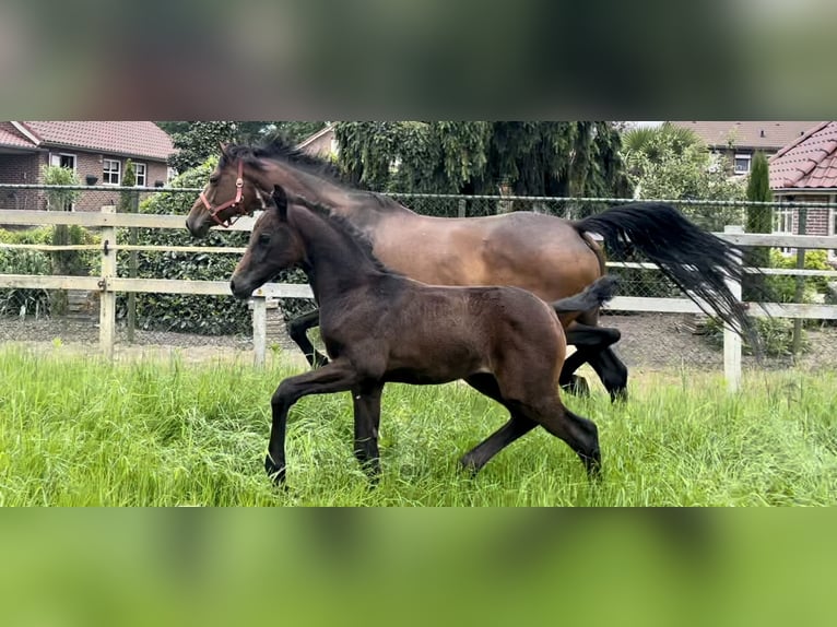 Arabisches Partbred Hengst Fohlen (05/2024) Schimmel in Panningen