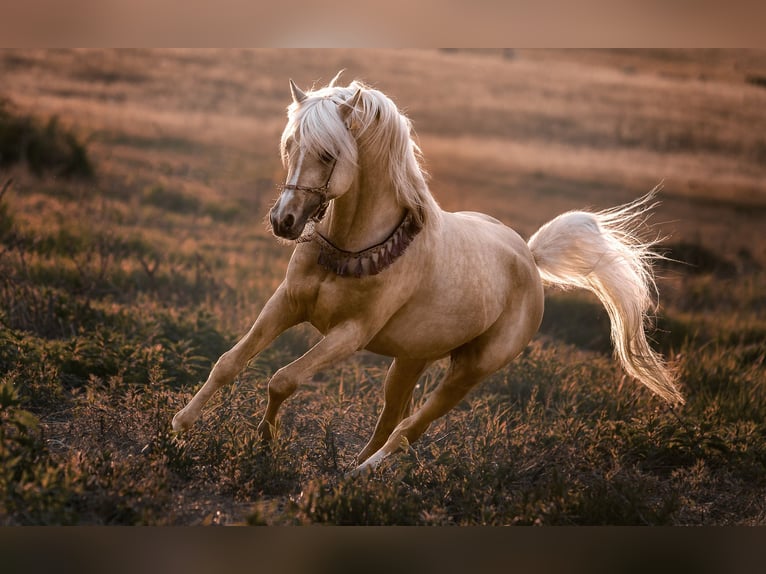 Arabisches Partbred Hengst Palomino in Hagendorn