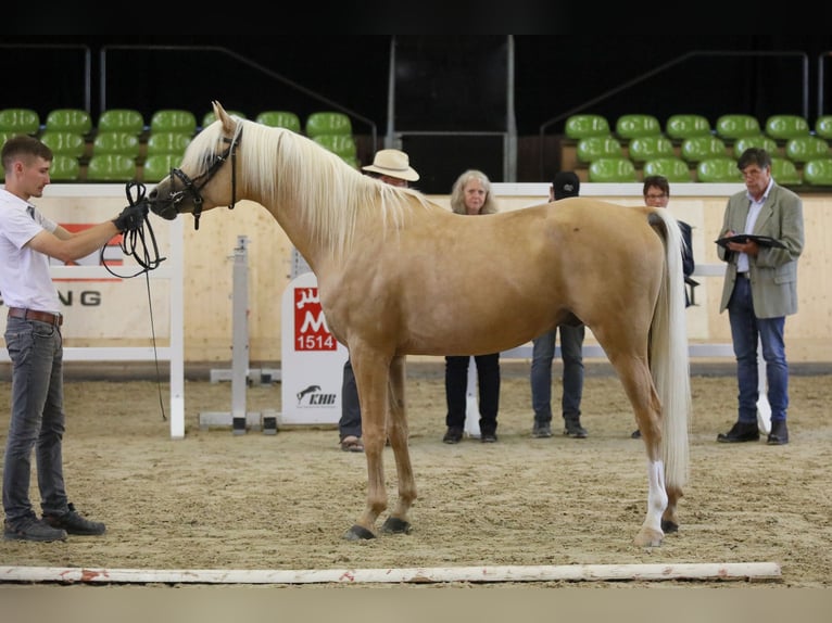 Arabisches Partbred Hengst Palomino in Hagendorn