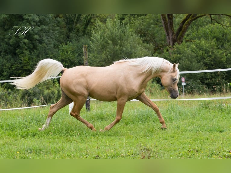 Arabisches Partbred Hengst Palomino in Hagendorn