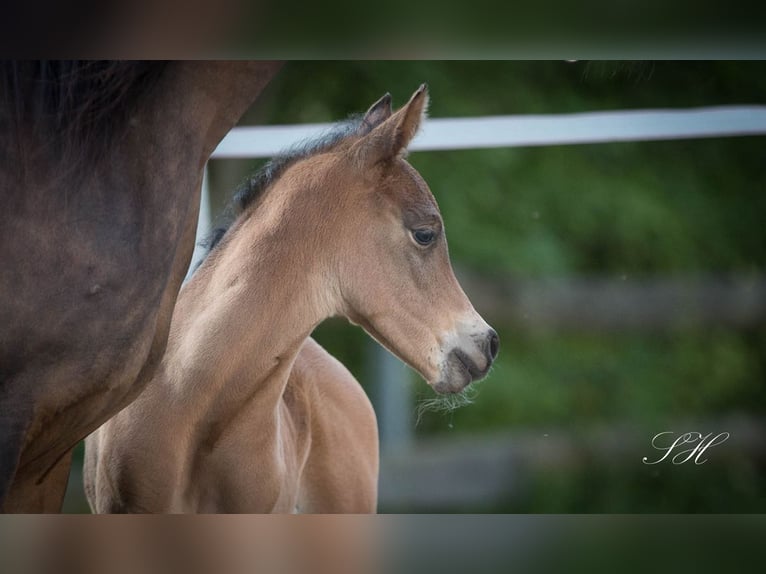 Arabisches Partbred Hengst Palomino in Coswig