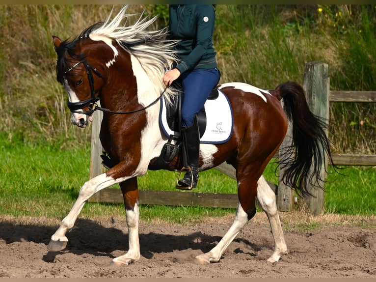 Arabisches Partbred Hengst Schecke in Nuland