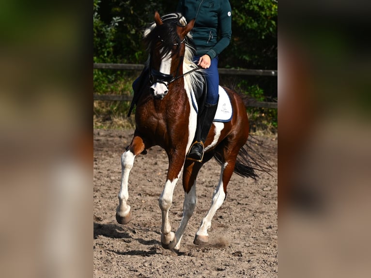 Arabisches Partbred Hengst Schecke in Nuland