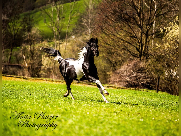 Arabisches Partbred Hengst Schecke in Rauris
