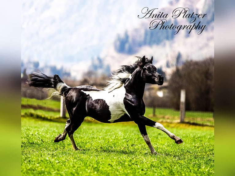 Arabisches Partbred Hengst Schecke in Rauris