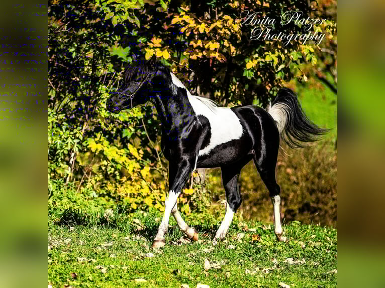 Arabisches Partbred Hengst Schecke in Rauris