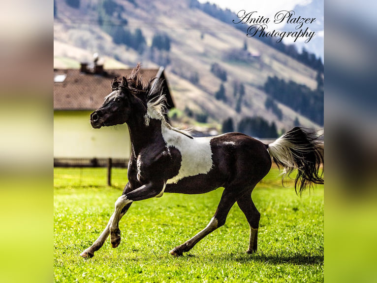 Arabisches Partbred Hengst Schecke in Rauris