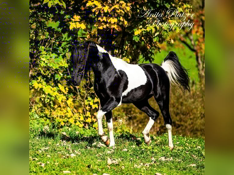 Arabisches Partbred Hengst Schecke in Rauris