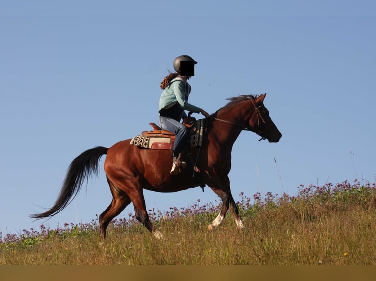 Arabisches Partbred Mix Stute 10 Jahre 150 cm Brauner in Lebach