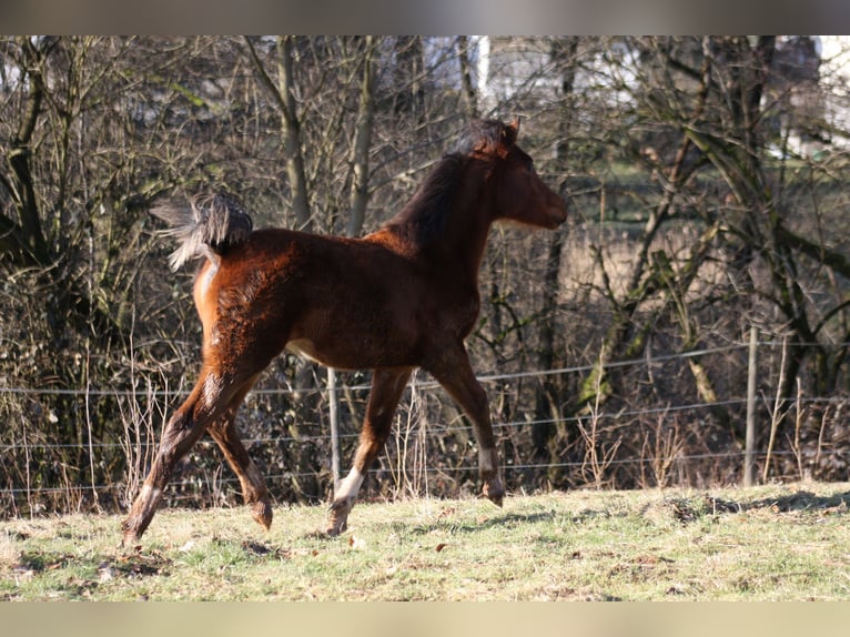 Arabisches Partbred Mix Stute 10 Jahre 150 cm Brauner in Lebach