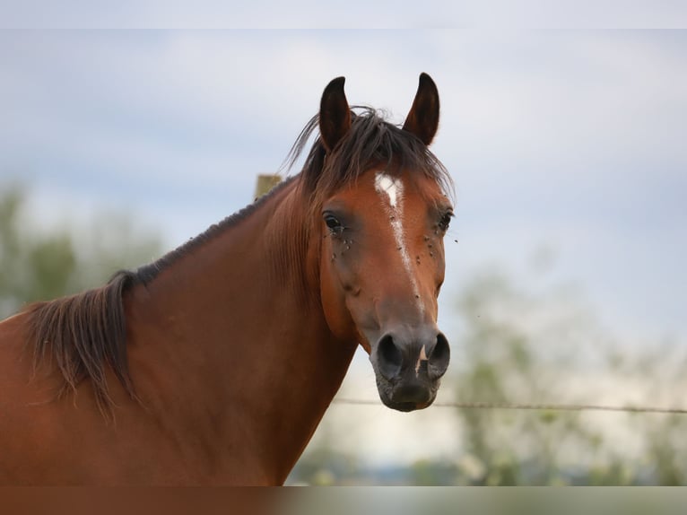 Arabisches Partbred Mix Stute 10 Jahre 150 cm Brauner in Lebach