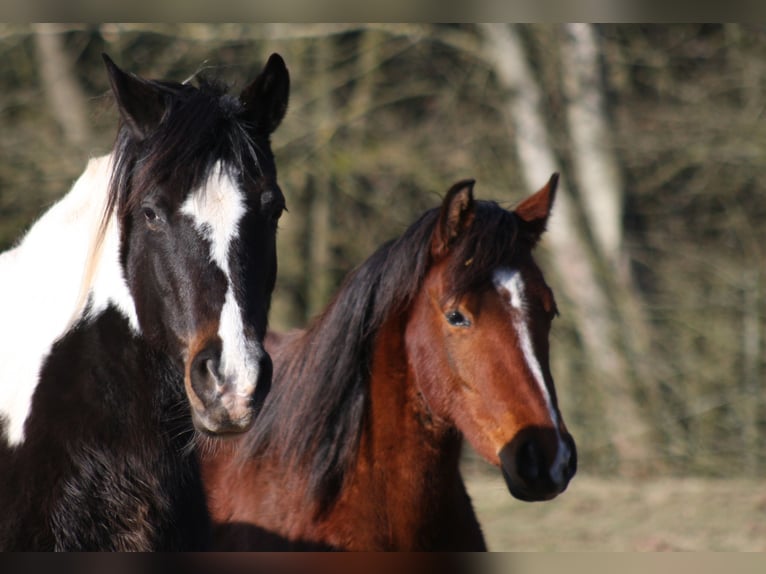 Arabisches Partbred Mix Stute 10 Jahre 150 cm Brauner in Lebach