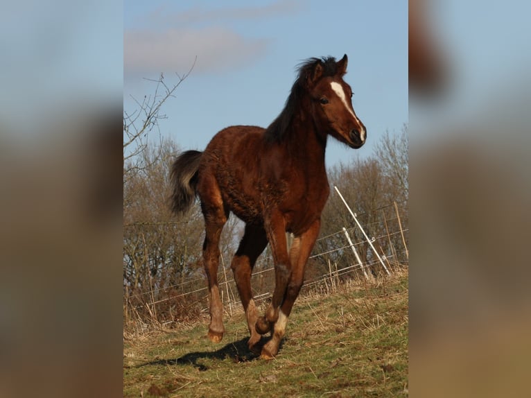 Arabisches Partbred Mix Stute 10 Jahre 150 cm Brauner in Lebach