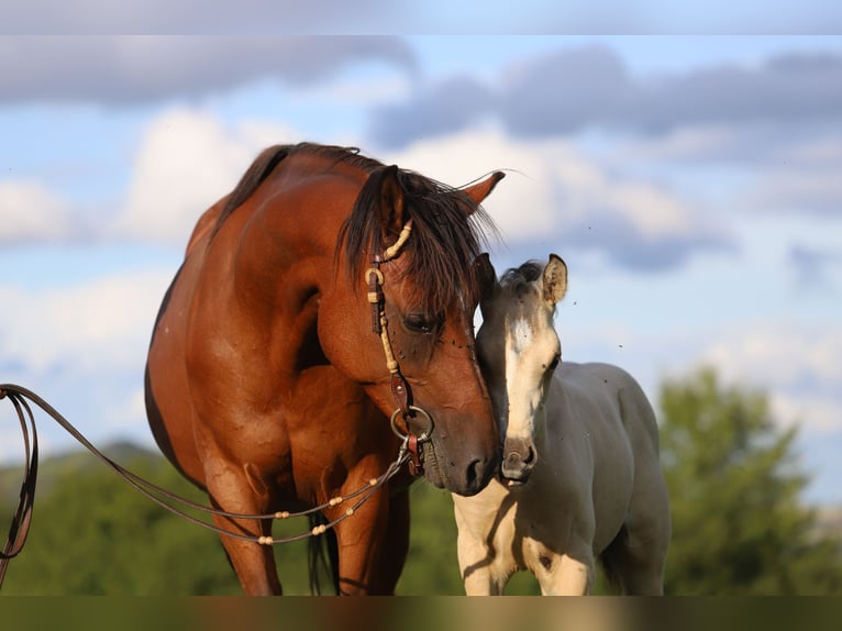 Arabisches Partbred Mix Stute 10 Jahre 150 cm Brauner in Lebach