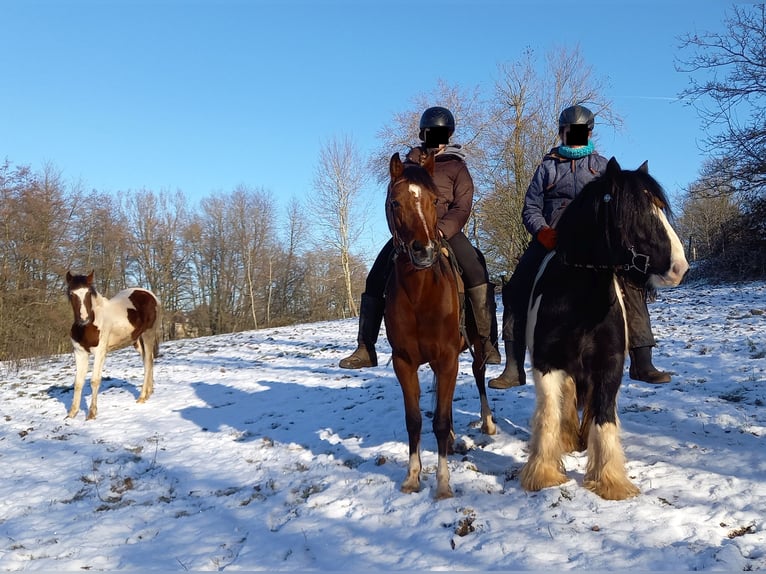 Arabisches Partbred Mix Stute 10 Jahre 150 cm Brauner in Lebach